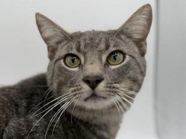 A young small-sized male Domestic Short Hair cat named Costco for adoption in Portland, OR