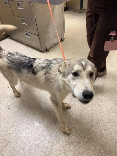 A young medium-sized male Husky dog named Beckham for adoption in Riverside, CA