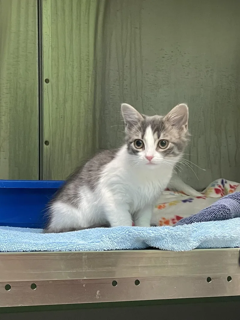 A baby small-sized female Gray & White American Shorthair cat named Lilac for adoption in Greenbelt, MD