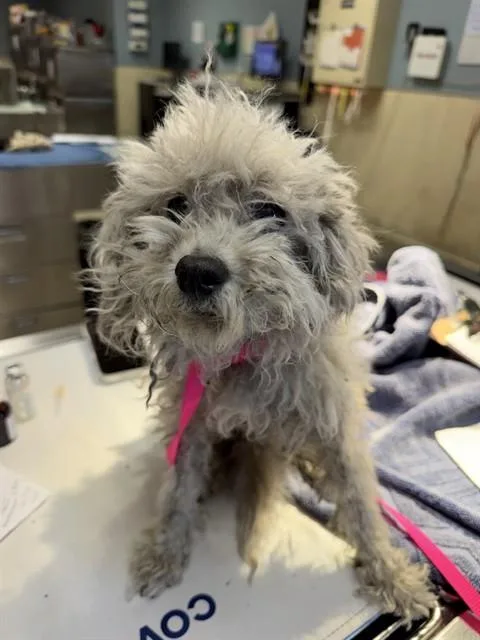Gracie