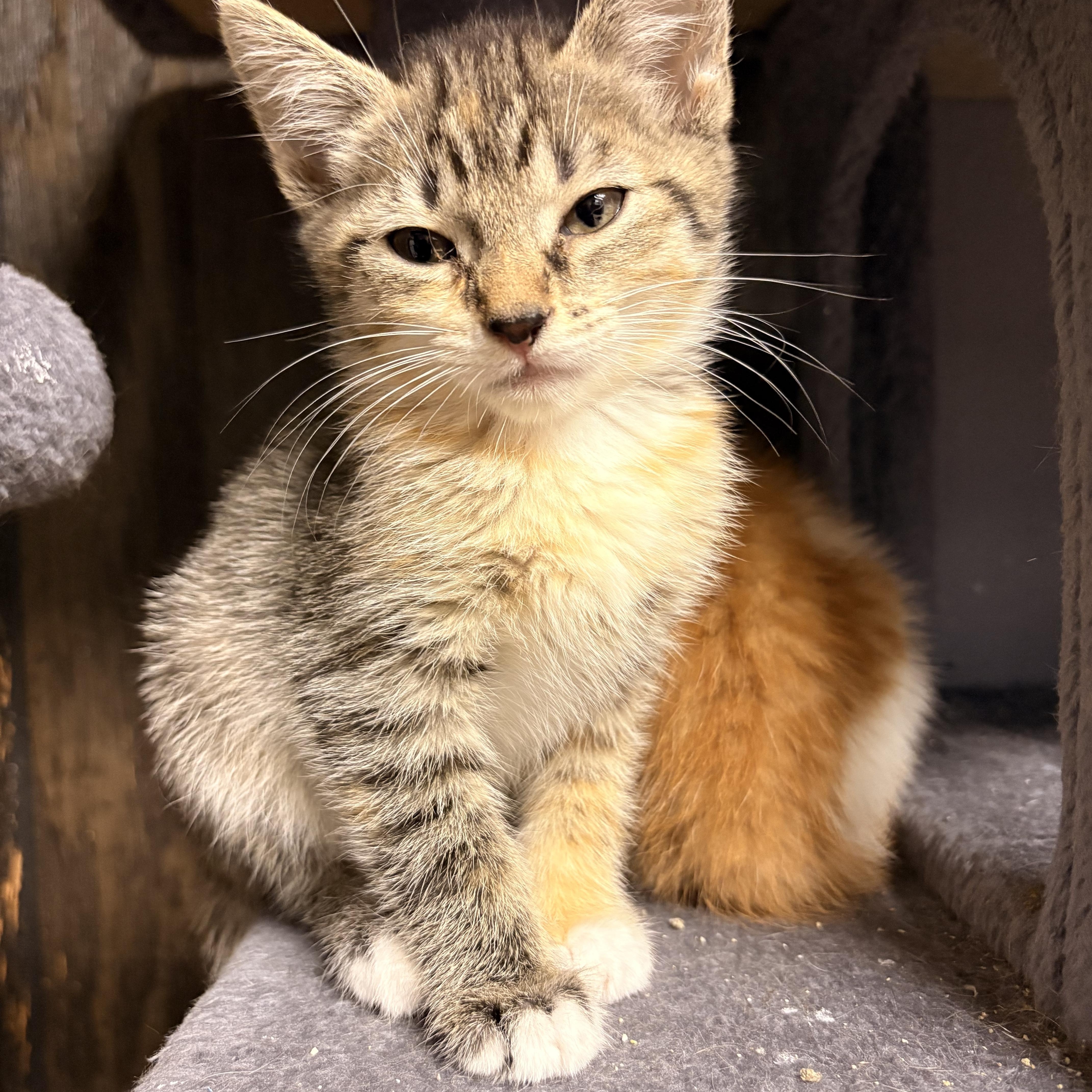 A baby medium-sized female Tabby (Brown / Chocolate) Domestic Short Hair cat named Rosie for adoption in Austintown, OH