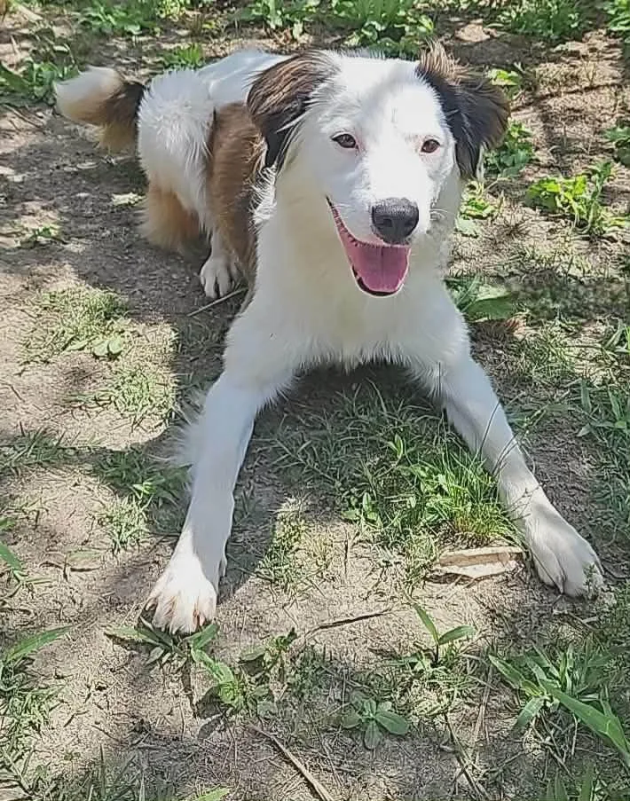A young medium-sized female Spaniel dog named Nelly for adoption in Wakefield, RI