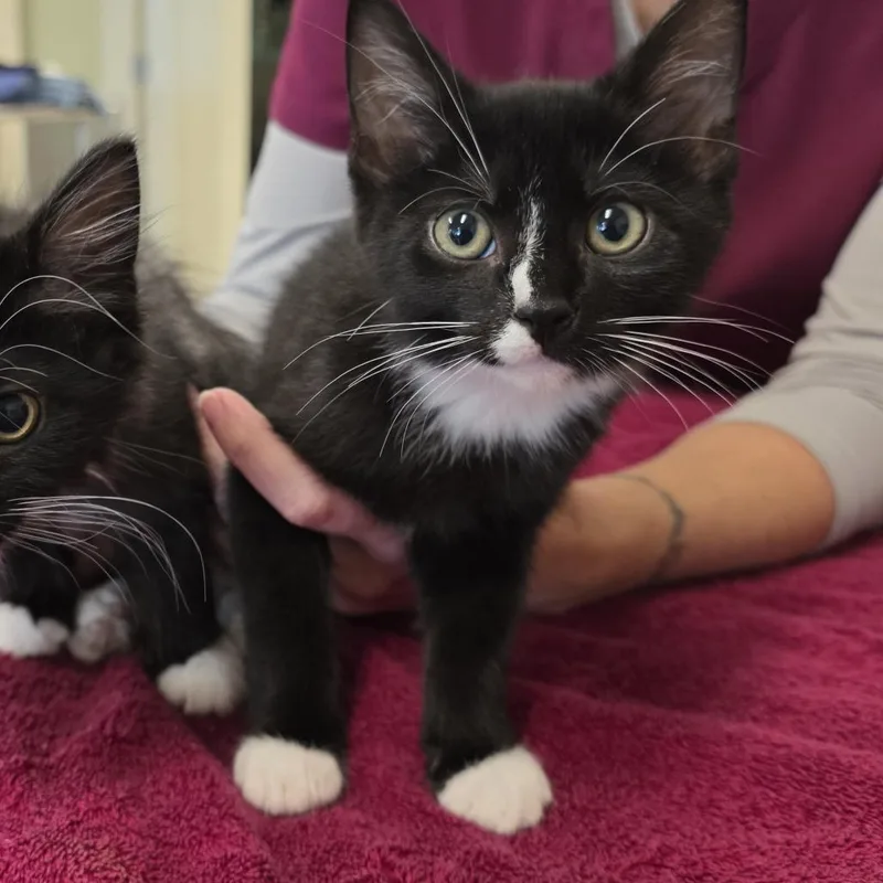 A baby small-sized male Black Domestic Short Hair cat named Eddy for adoption in Novelty, OH