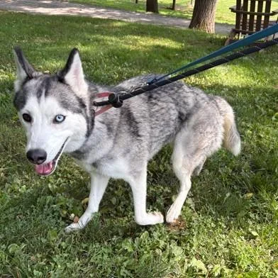 An adult medium-sized female Gray / Blue / Silver Husky dog named Ariel for adoption in Phoenixville, PA