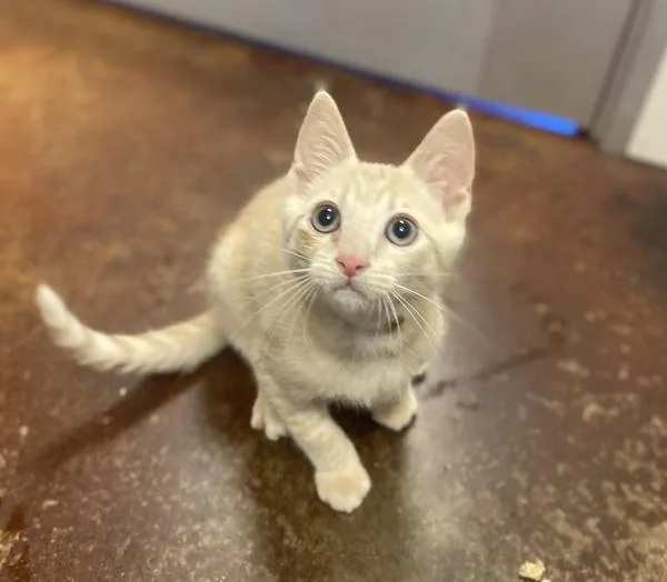 A baby small-sized male Domestic Short Hair cat named Gruyère for adoption in Monterey, CA