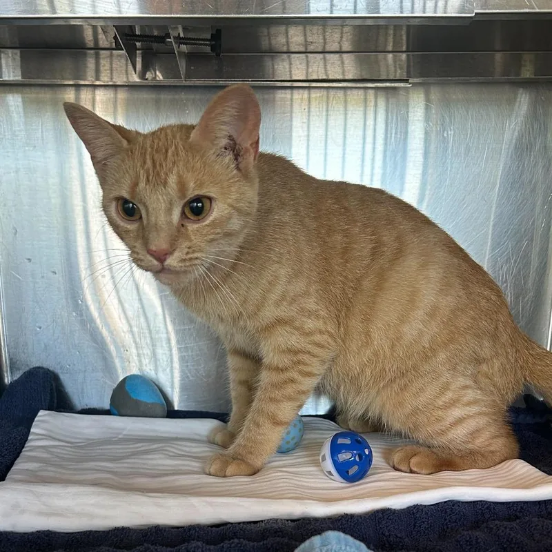 An adult medium-sized female Orange / Red Domestic Short Hair cat named Sweet Tea for adoption in Asheville, NC