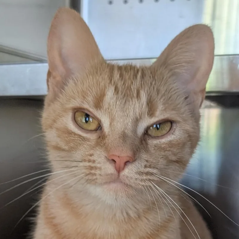 Sweet Tea thumbnail 2