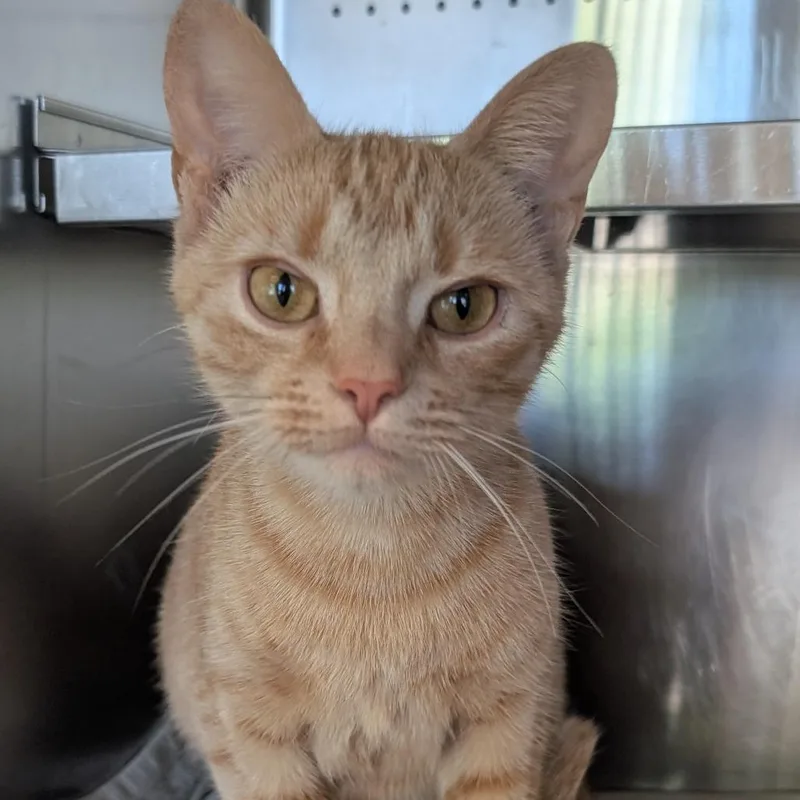 Sweet Tea thumbnail 3