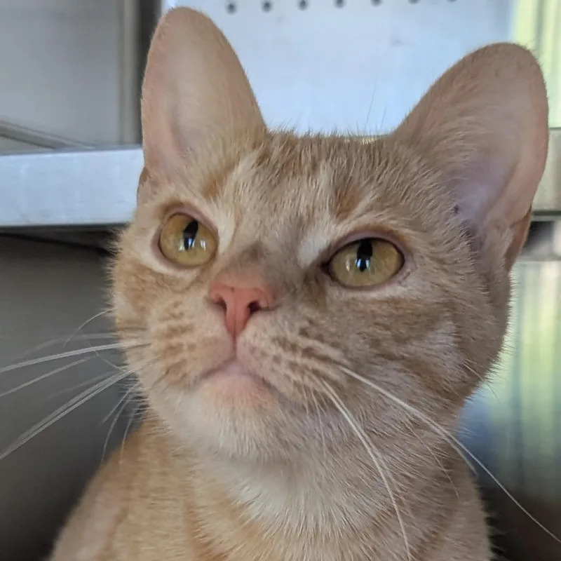 Sweet Tea thumbnail 4