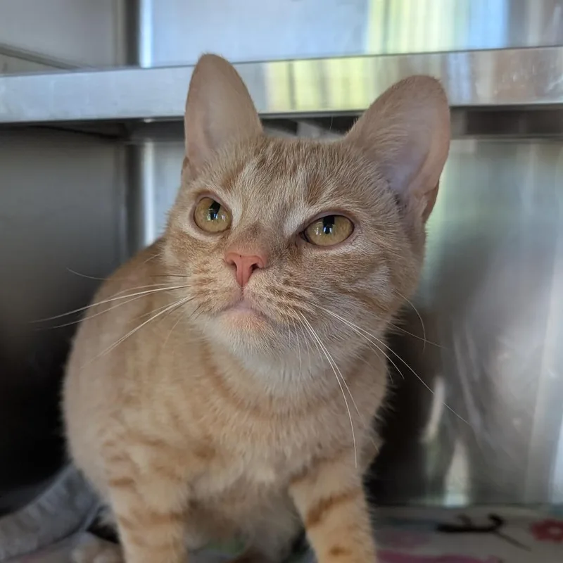 Sweet Tea thumbnail 5