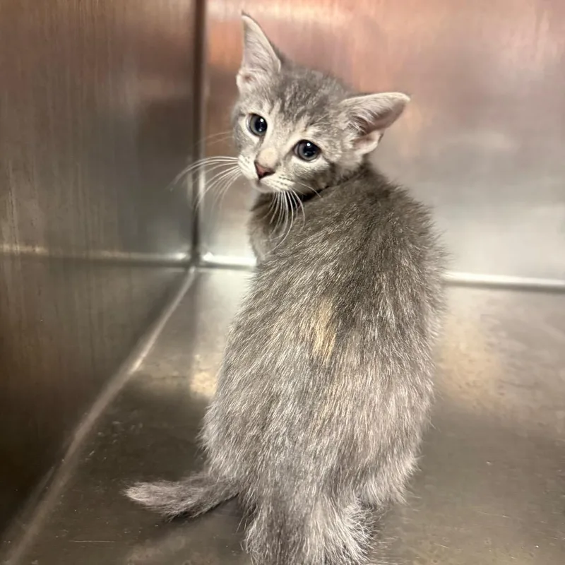 A baby small-sized female Gray / Blue / Silver Domestic Short Hair cat named Ivy for adoption in Hamilton, GA