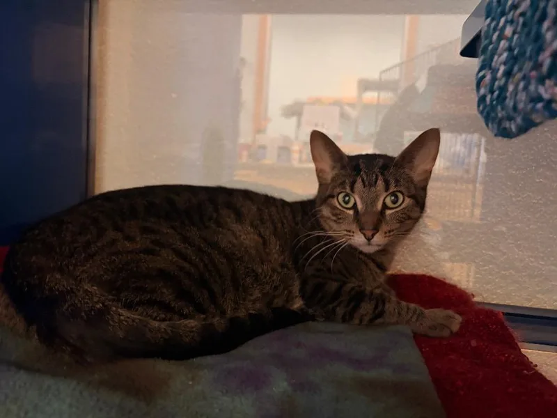 A young medium-sized female Domestic Short Hair cat named F Crystal for adoption in Ashland, WI