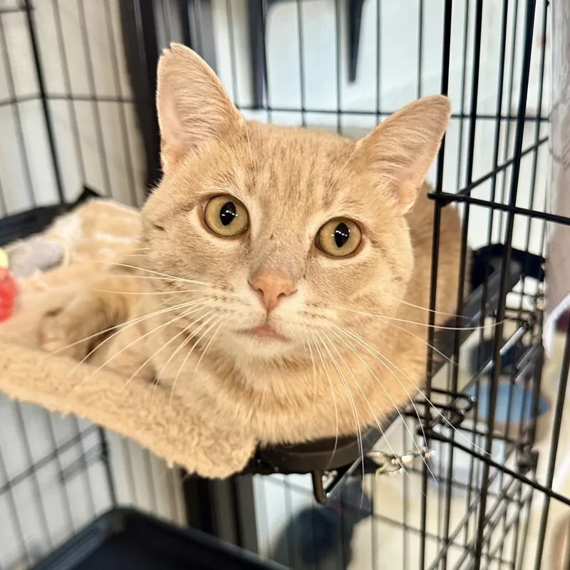 An adult large-sized male Buff / Tan / Fawn Domestic Short Hair cat named Donkey LR for adoption in Union, MO