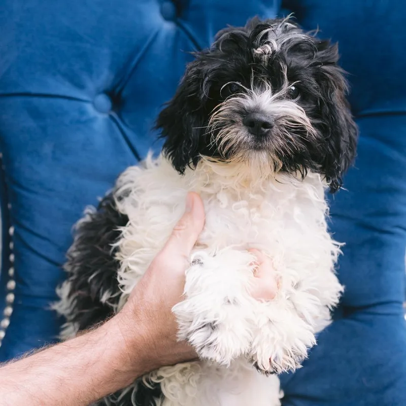 A baby small-sized male Shih Tzu dog named Taurus for adoption in Zionsville, IN