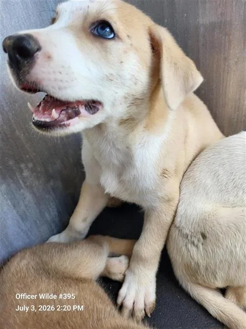 A baby small-sized male American Staffordshire Terrier dog named Lou for adoption in San Antonio, TX