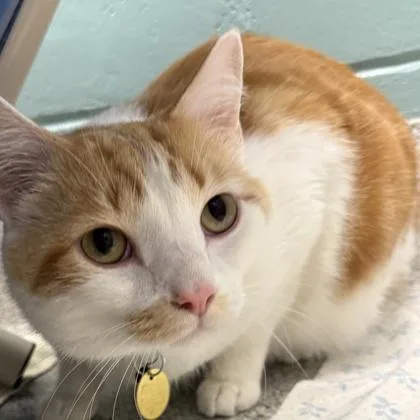 A young medium-sized male Orange & White Domestic Short Hair cat named Buster for adoption in Lansing, MI