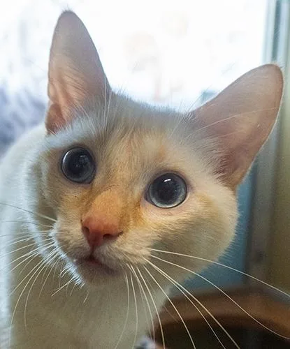 An adult medium-sized female Cream / Ivory Domestic Short Hair cat named Navi for adoption in Encinitas, CA