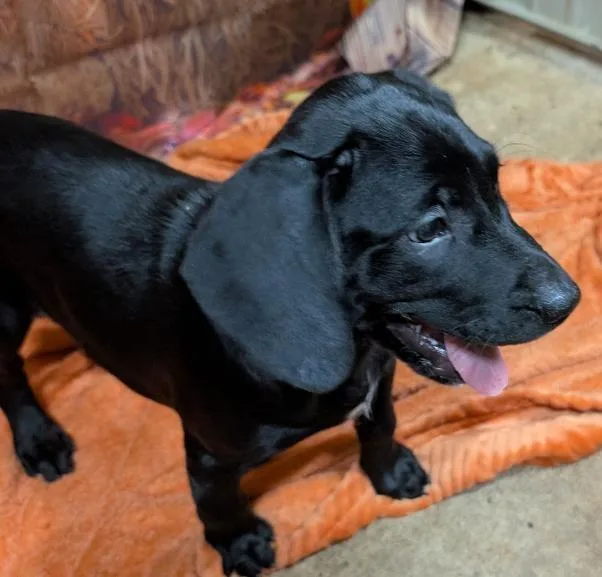 A baby medium-sized female Labrador Retriever dog named Riley for adoption in Watertown, CT