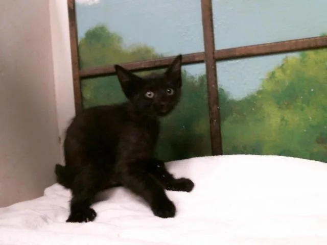 A baby small-sized male Domestic Short Hair cat named Carter for adoption in Houston, TX