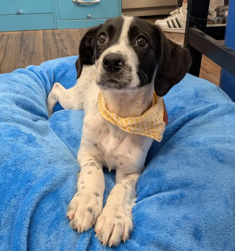 A baby medium-sized male Border Collie dog named Belmont for adoption in Logan, UT