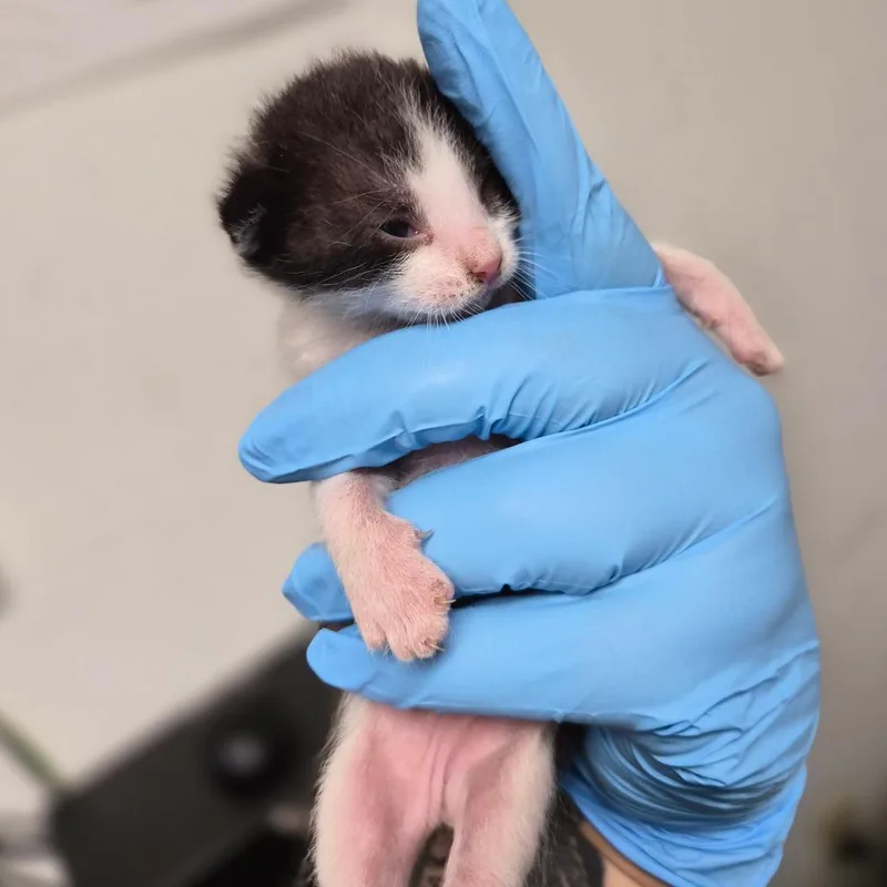 A baby small-sized male Black Domestic Short Hair cat named Cannoli for adoption in Wahiawa, HI