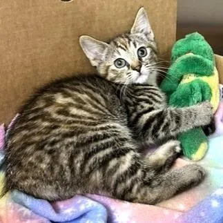 A baby small-sized female Brown / Chocolate Domestic Short Hair cat named Souffle for adoption in Novelty, OH