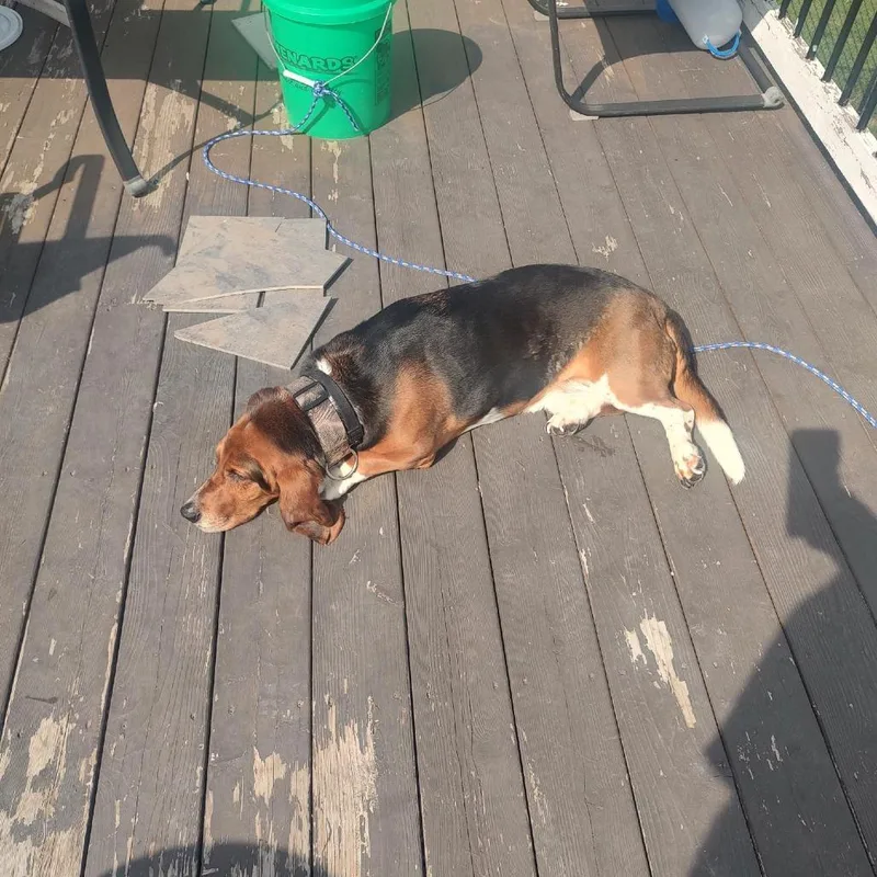 An adult small-sized male Brown / Chocolate Basset Hound dog named Louis D for adoption in Princeton, MN