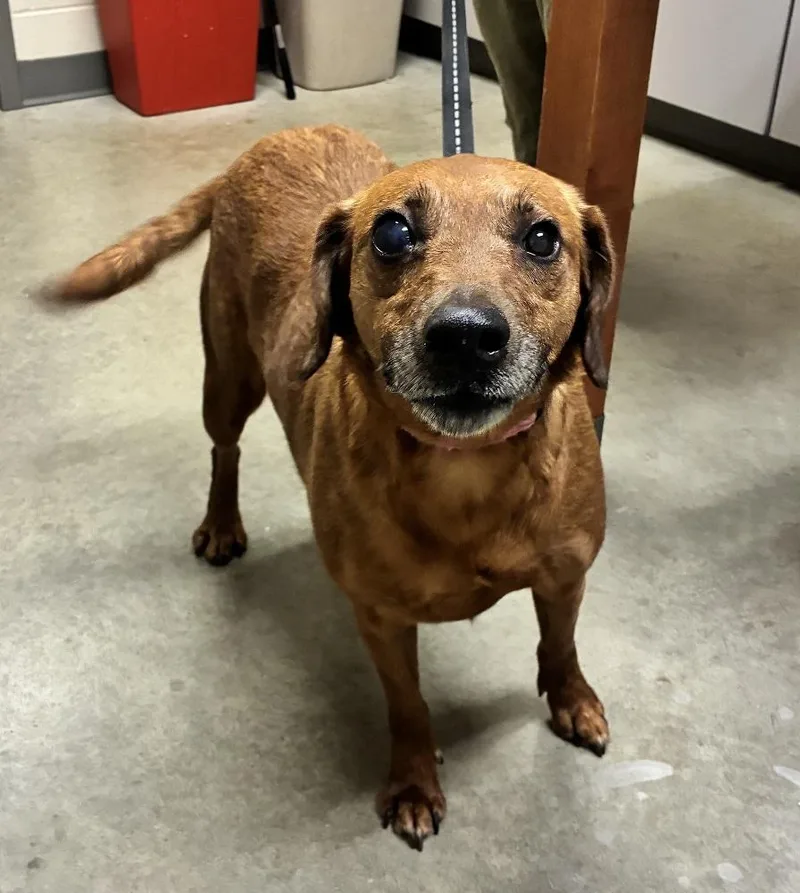 An adult medium-sized female Merle (Red) Hound dog named Ella for adoption in Mason City, IA