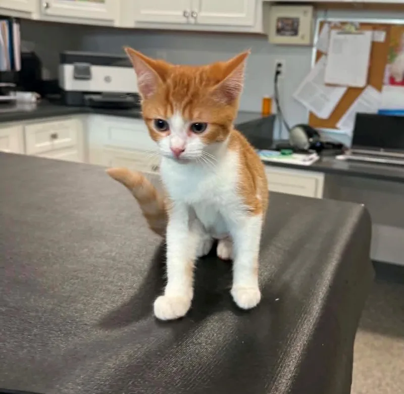 A baby small-sized female American Shorthair cat named Nakoma for adoption in Danbury, CT