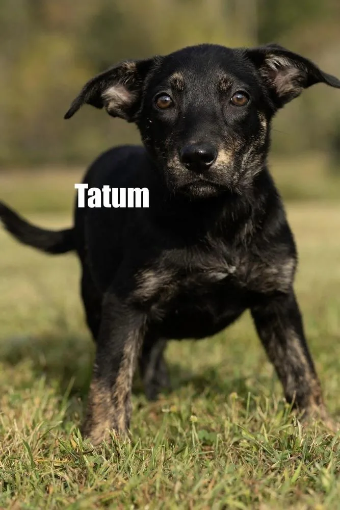 A baby medium-sized female Shepherd dog named Tatum for adoption in Irwin, PA