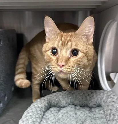 A young medium-sized male Tabby (Orange / Red) Domestic Short Hair cat named Shere Khan for adoption in Nashville, TN