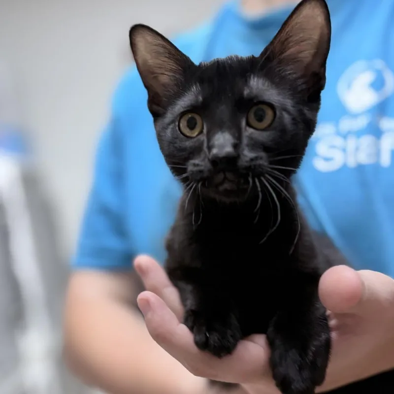 A baby small-sized female Black Domestic Short Hair cat named Isabelle for adoption in Tyler, TX