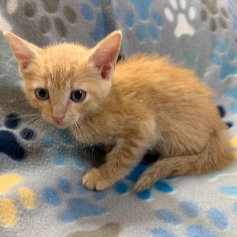 A baby small-sized male Orange / Red Domestic Short Hair cat named Annikin for adoption in Flower Mound, TX