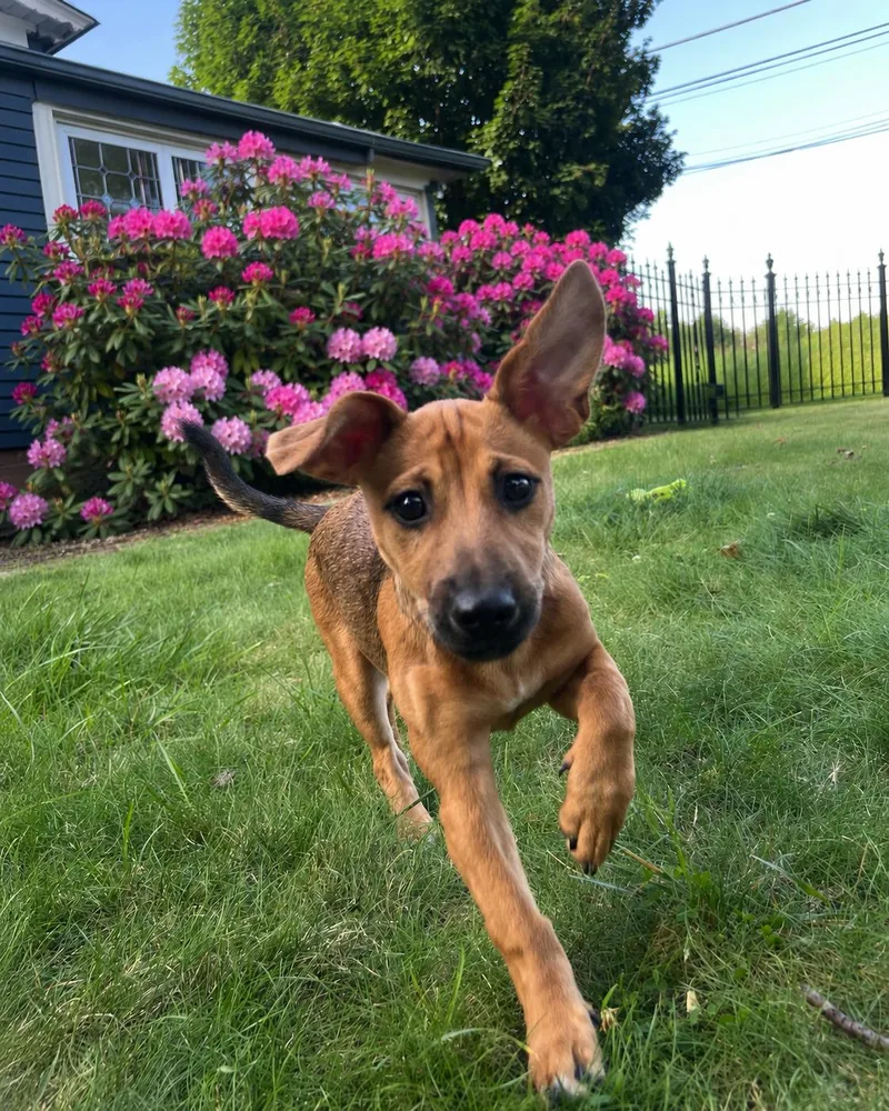 A baby medium-sized female Yellow / Tan / Blond / Fawn Mixed Breed dog named Velma for adoption in Seale, AL