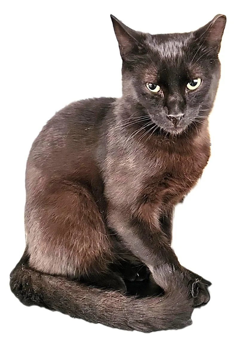 Raspberry thumbnail 2