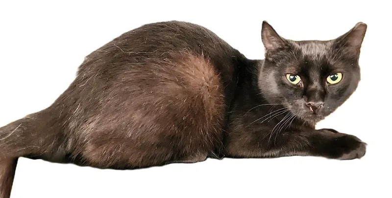 Raspberry thumbnail 3