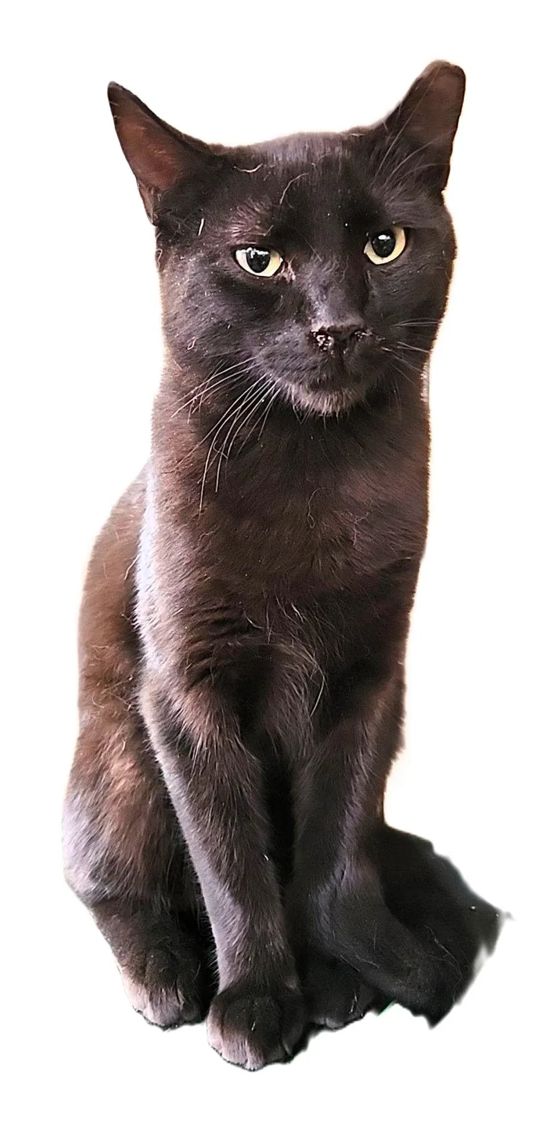 Raspberry thumbnail 4