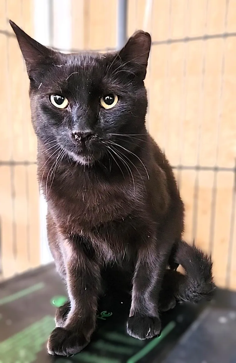 Raspberry thumbnail 5