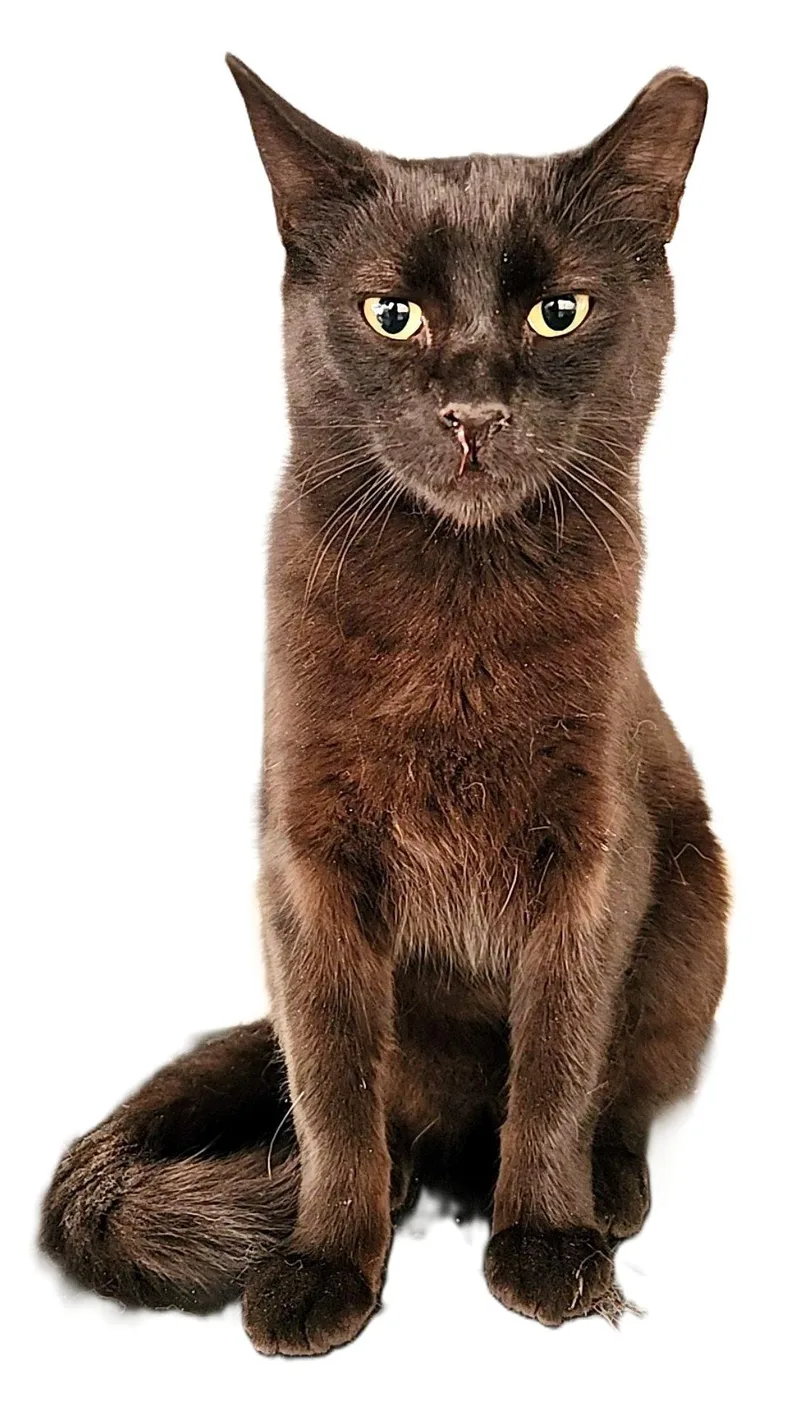 Raspberry thumbnail 6