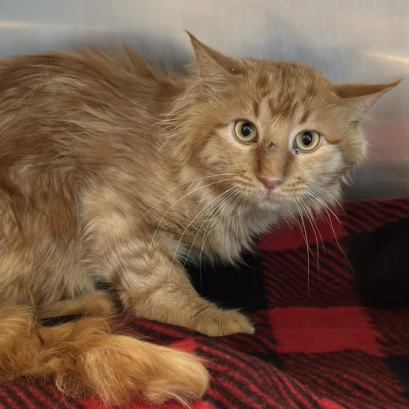A young medium-sized male Orange / Red Domestic Long Hair cat named Flumbs for adoption in Matteson, IL