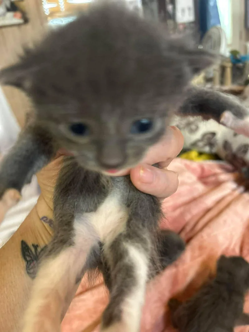 A baby medium-sized female Gray & White Domestic Short Hair cat named Brook for adoption in hinckley, IL