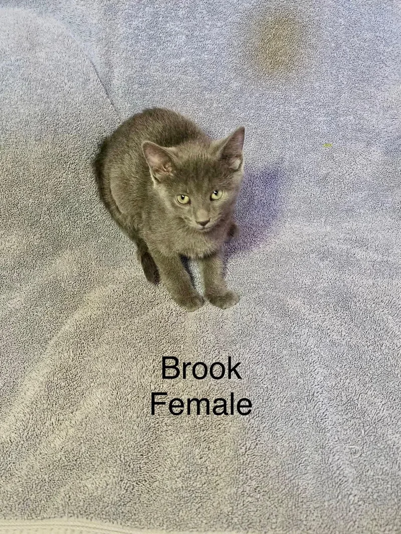 Brook thumbnail 2