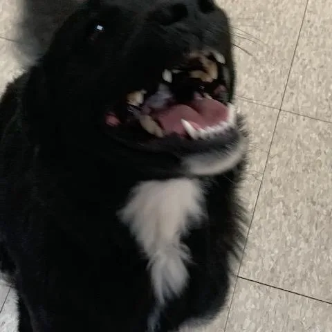 A young medium-sized female Retriever dog named Lainey for adoption in Fair Oaks Ranch, TX