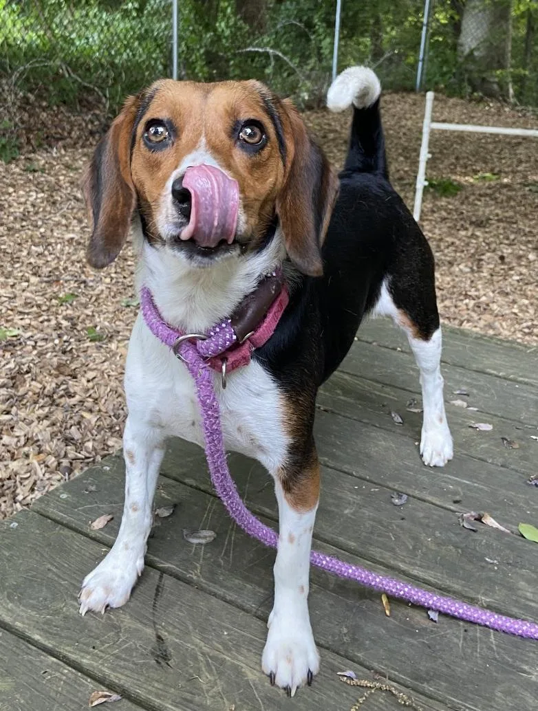 A young medium-sized female Tricolor (Brown, Black, & White) Beagle dog named Violette for adoption in Prince Frederick, MD