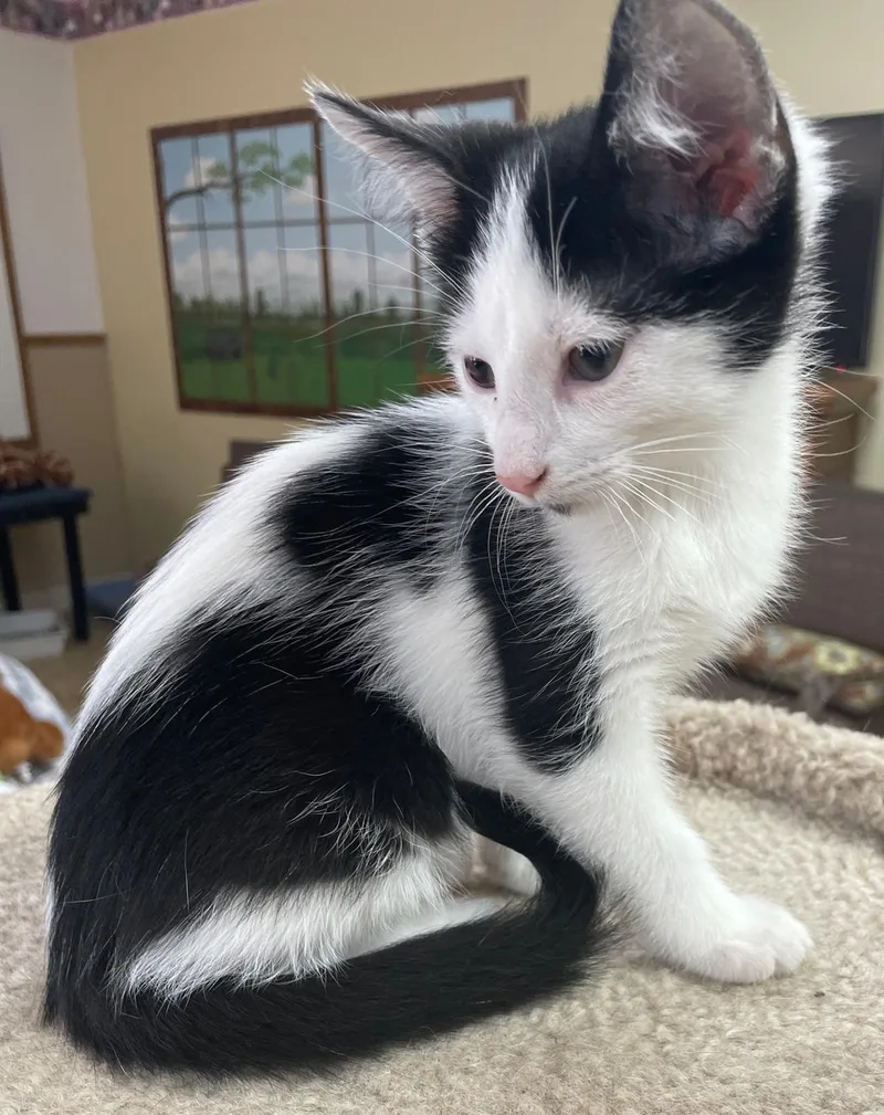 A baby medium-sized male Black Domestic Short Hair cat named Spanky for adoption in Neillsville, WI