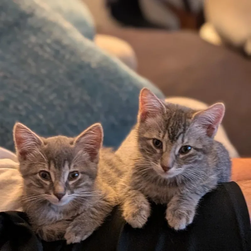 A baby small-sized female Gray / Blue / Silver Domestic Medium Hair cat named Miss Maverick Costa for adoption in Chino Hills, CA