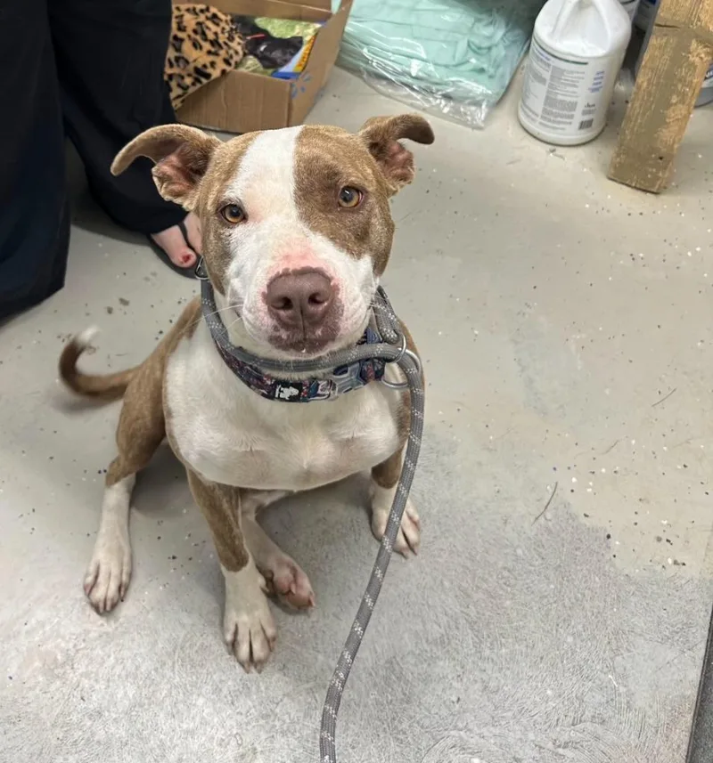 A young medium-sized female Pit Bull Terrier dog named Coral for adoption in Camden, TN
