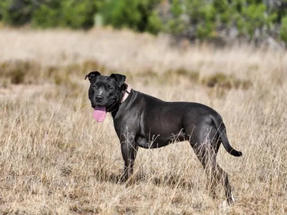 A young large-sized female Mixed Breed dog named India for adoption in Santa Fe, NM