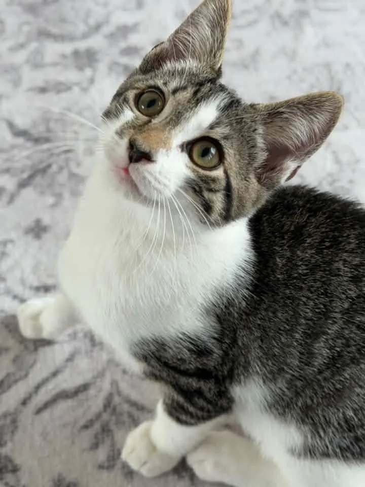 A baby medium-sized male Tabby (Tiger Striped) Domestic Short Hair cat named Baxter for adoption in Breinigsville, PA