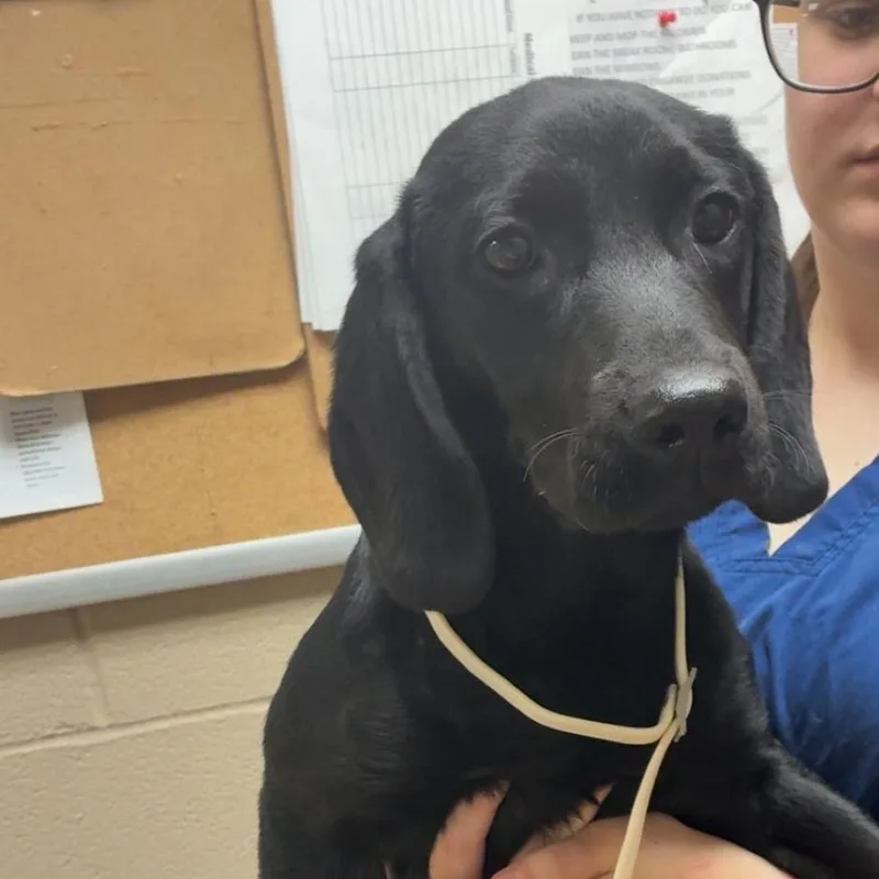 A young small-sized female Black Mixed Breed dog named Cerise for adoption in Gadsden, AL